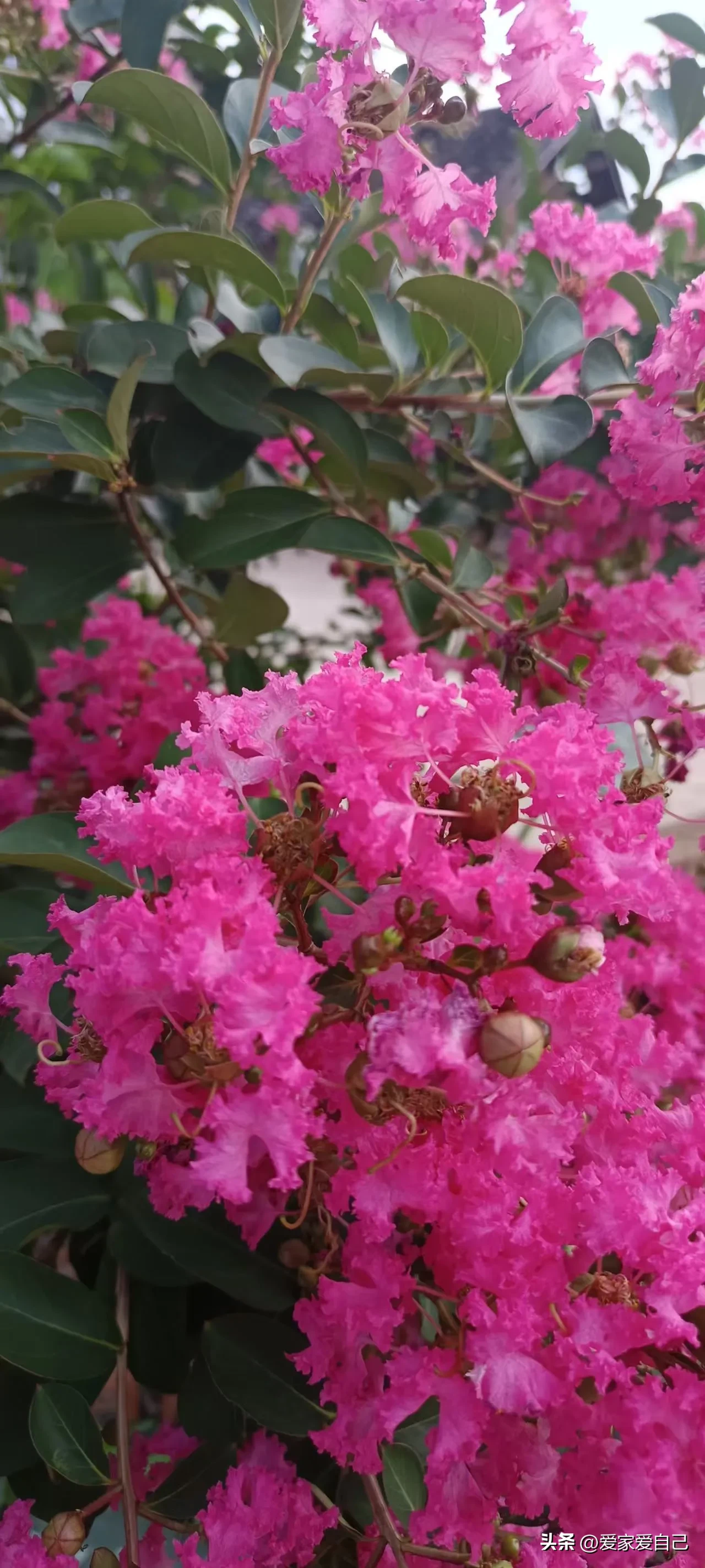 近日得知，上海教委已批准复旦大学、上海交通大学、同济大学等14所普通高校，自2025年起在部分专业继续试行普通高校插班生招生。-IS